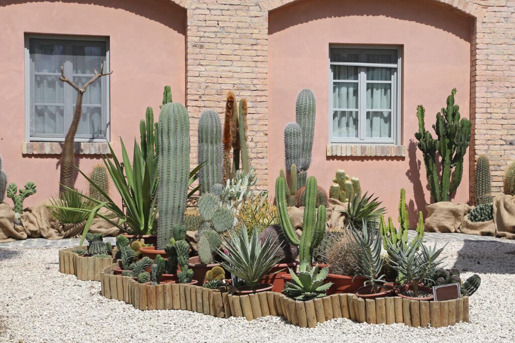 a cacti garden with wood edging