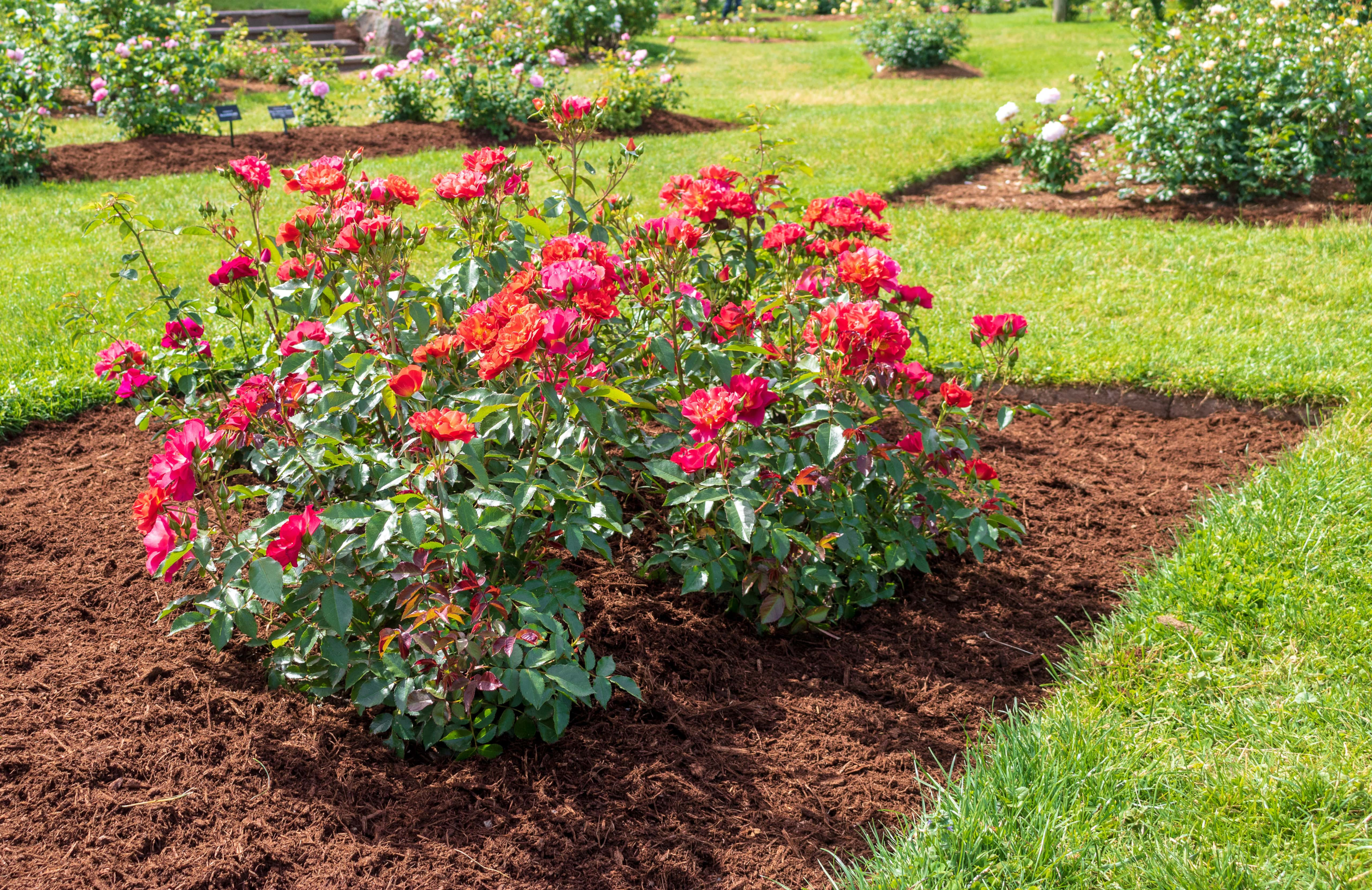 a small rose garden with plots throughout a backyard