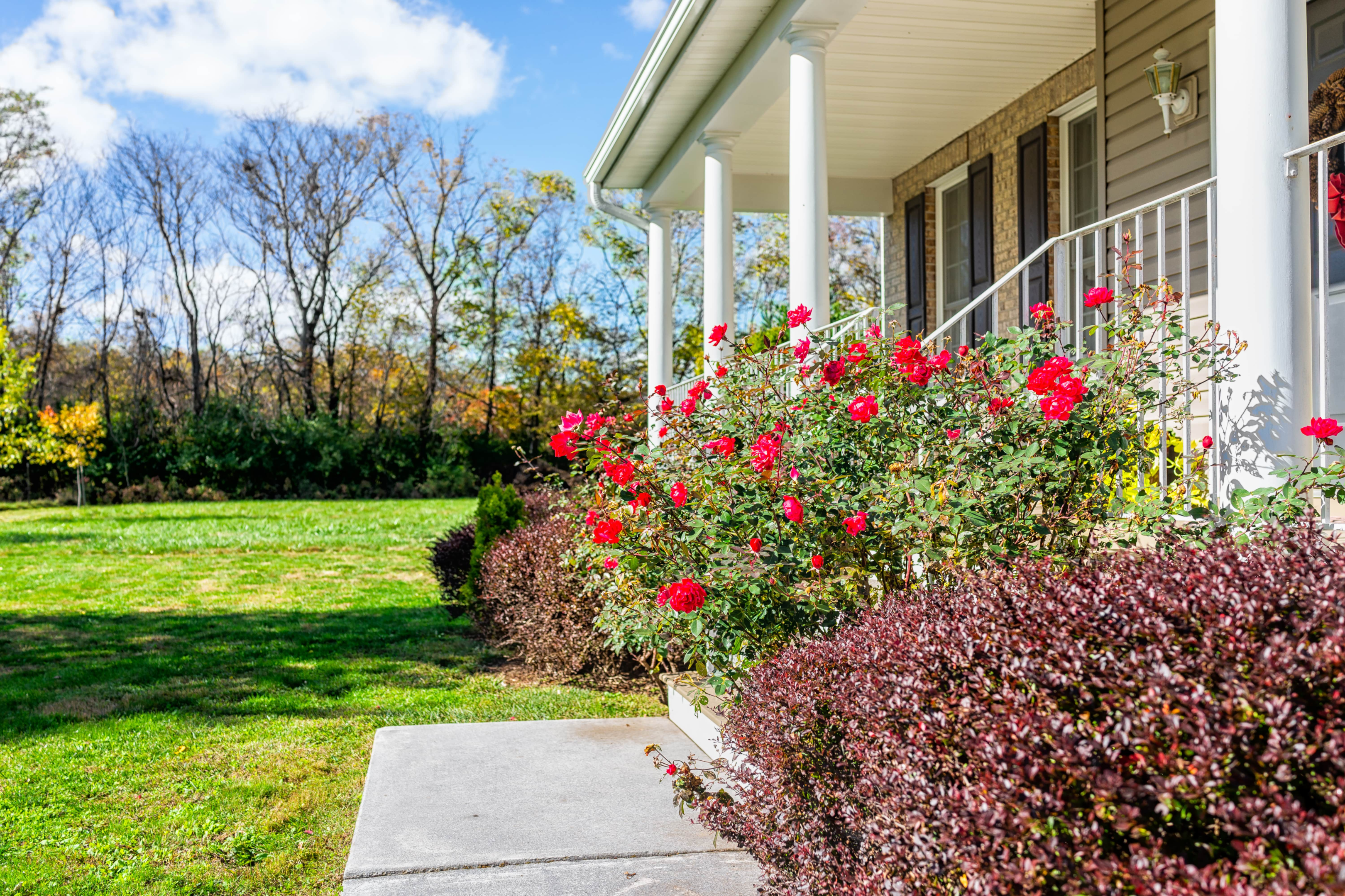 a front yard rose garden that lines a porch