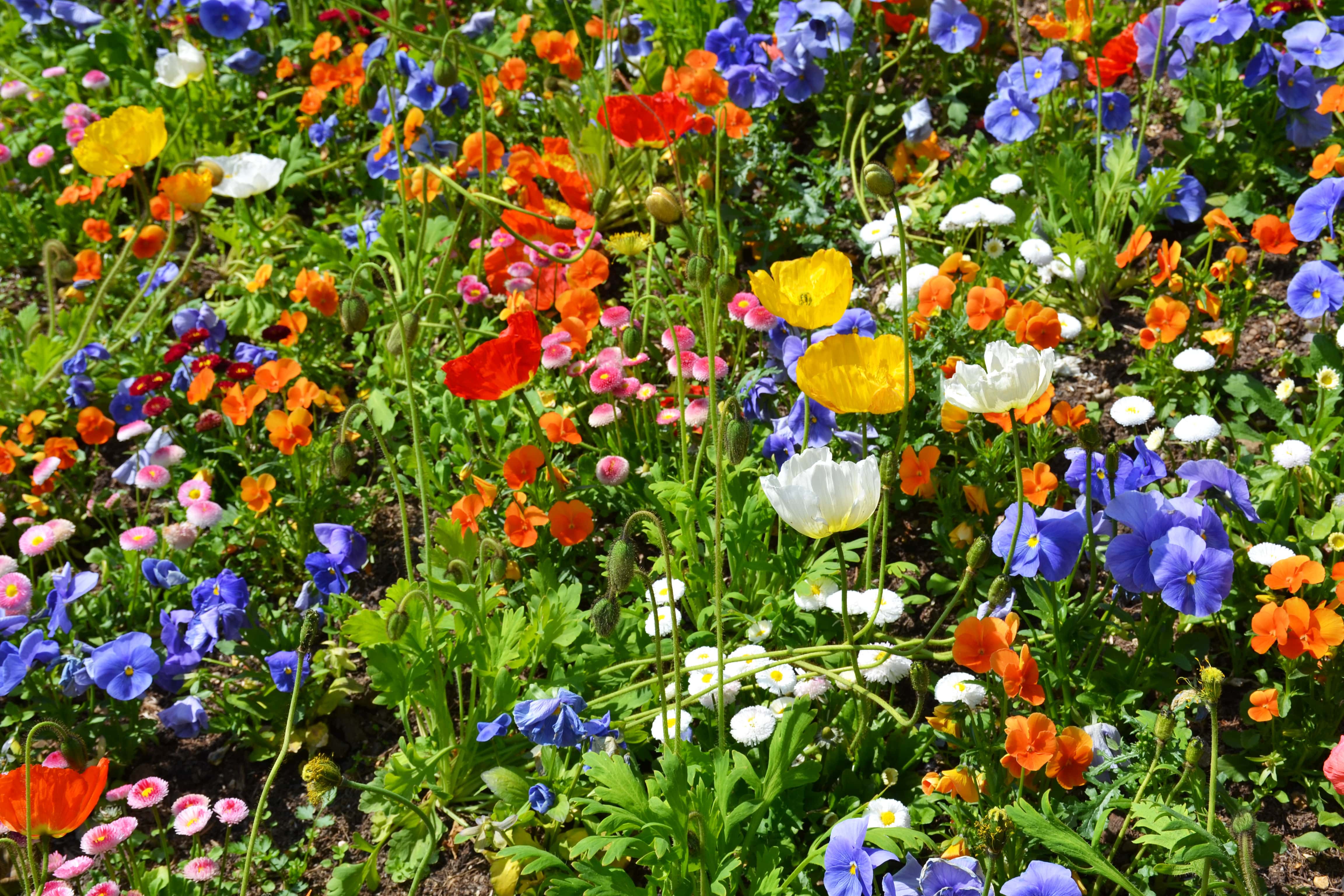 front yard flower bed ideas for pollinators