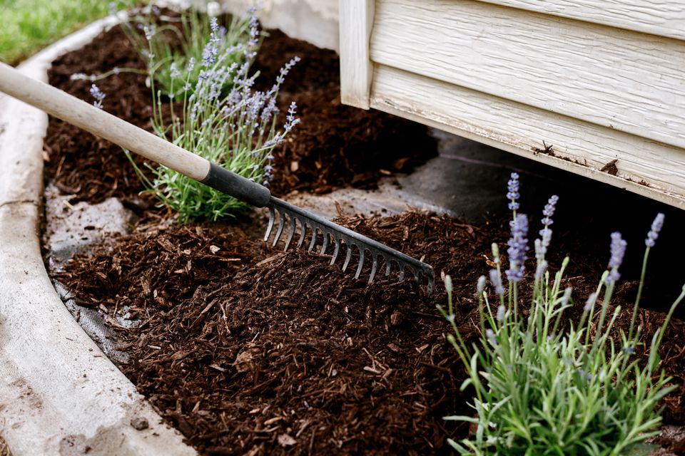 daily watering different plants and soil in the ground with layer or organic mulch 