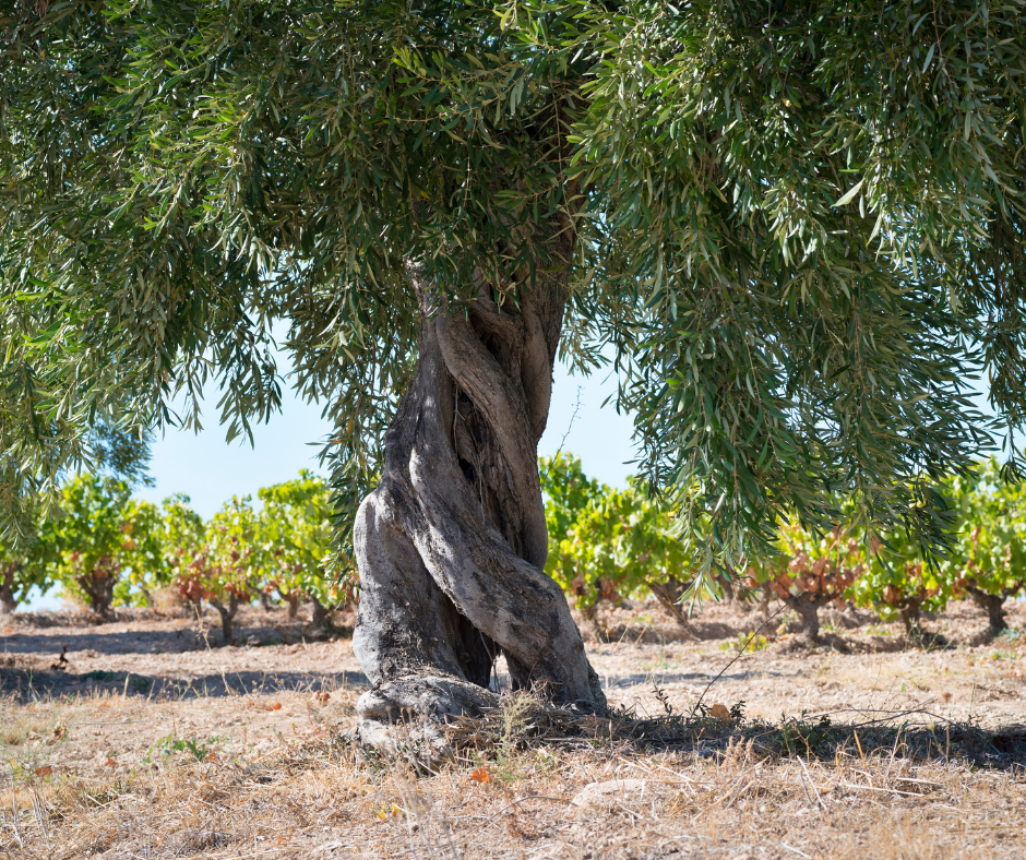 olive tree
