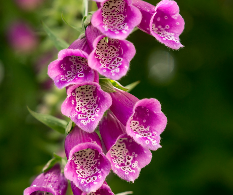 hollyhock in purple