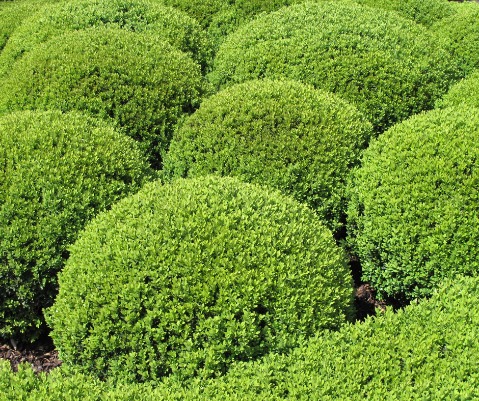 boxwoods in pruned in a round shape