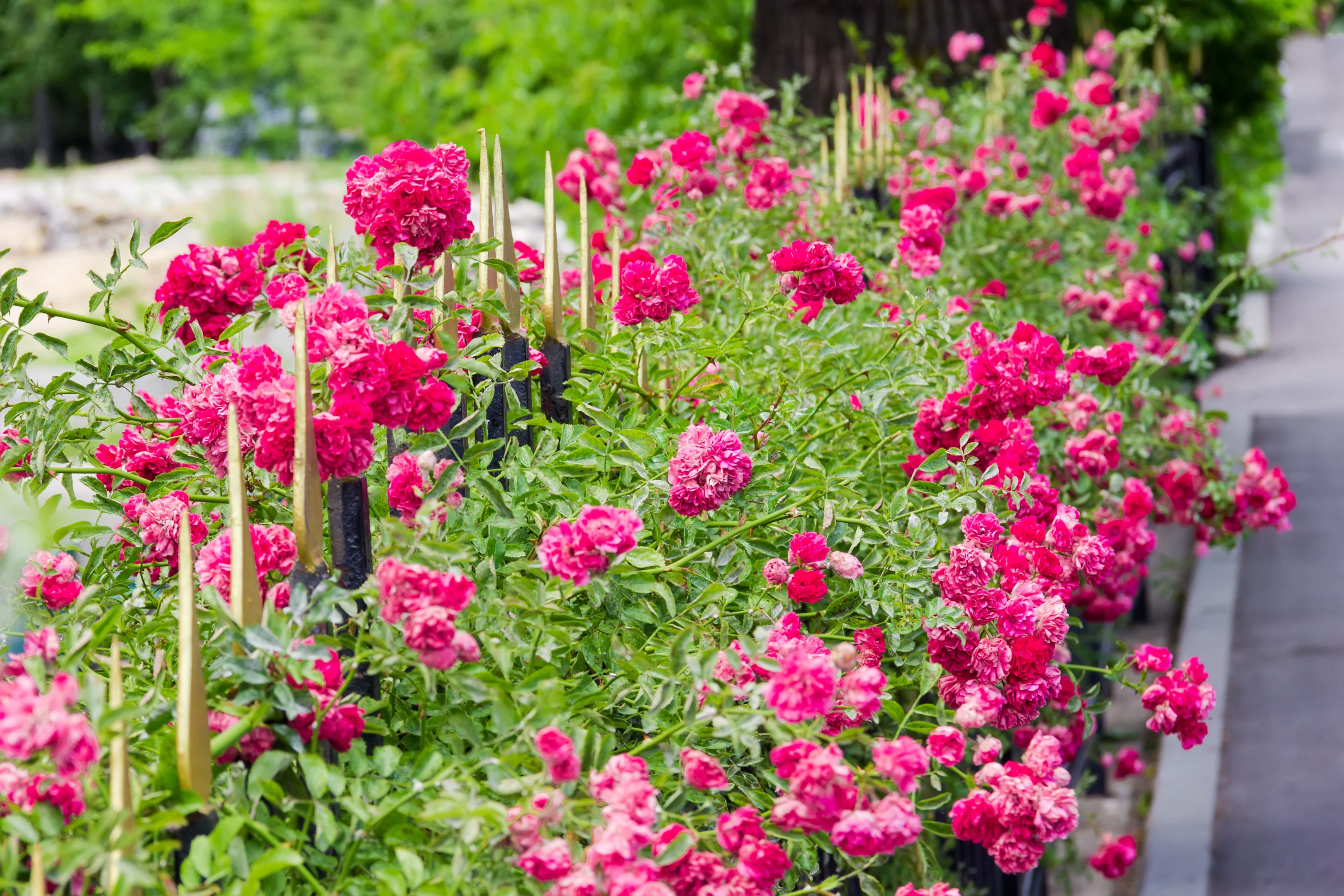 a rose garden design with pink rose bushes acting as a hedge along a picket fence 