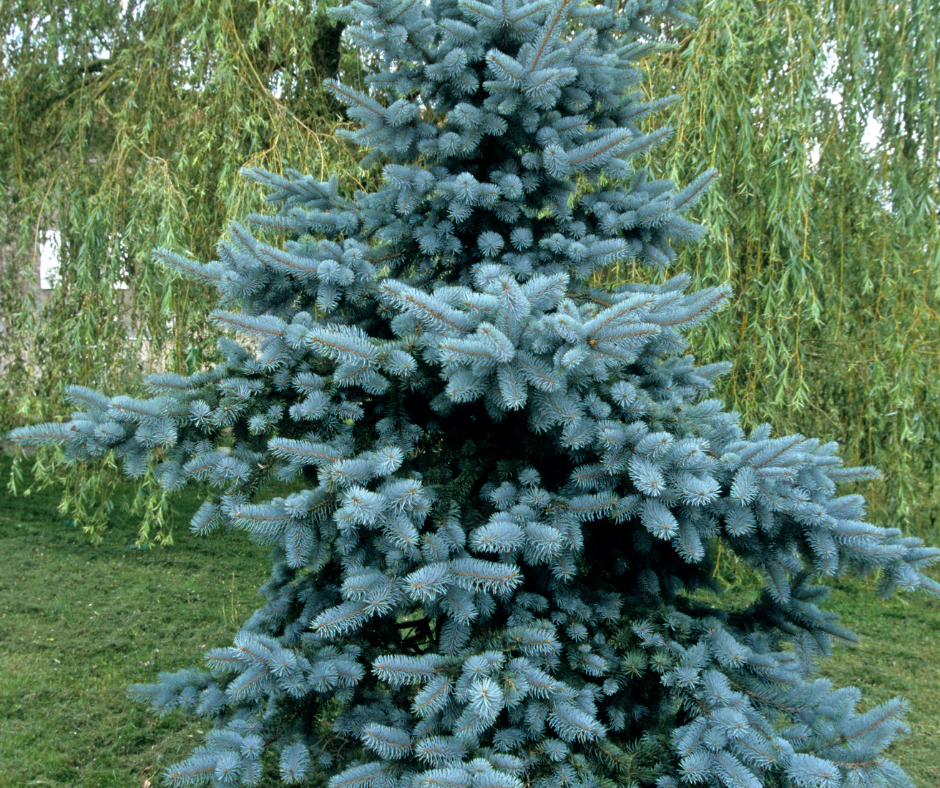 blue spruce tree