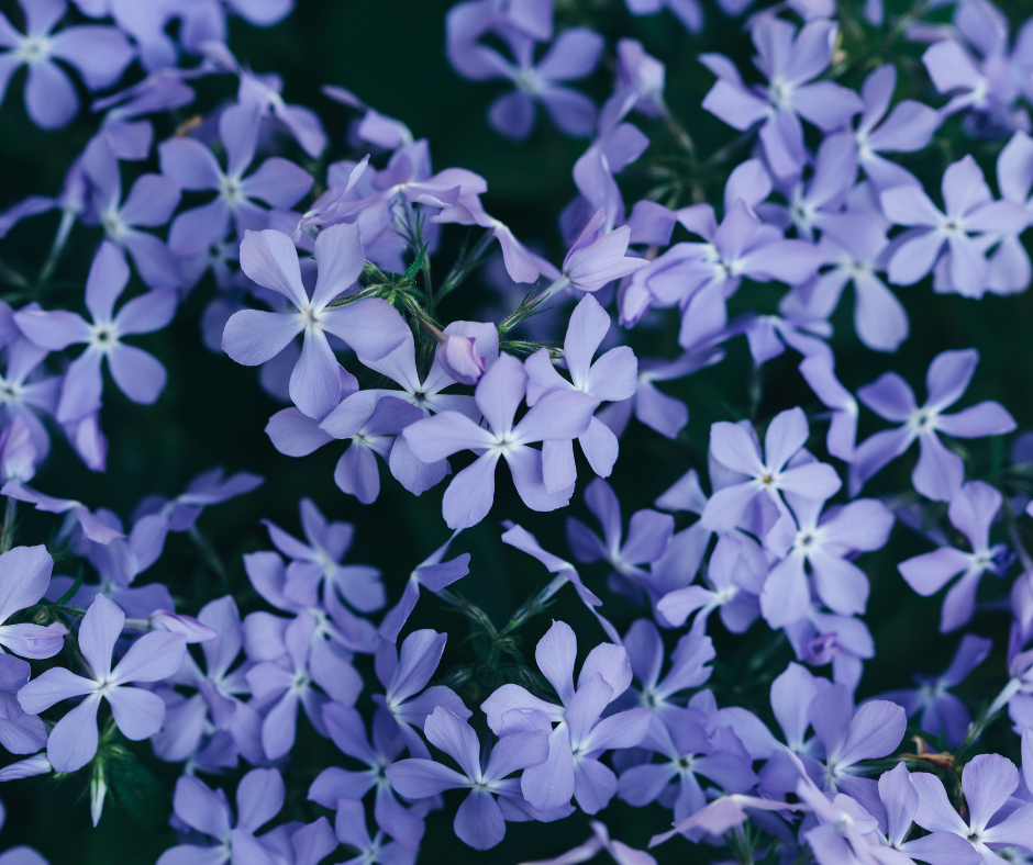purple periwinkle ground cover