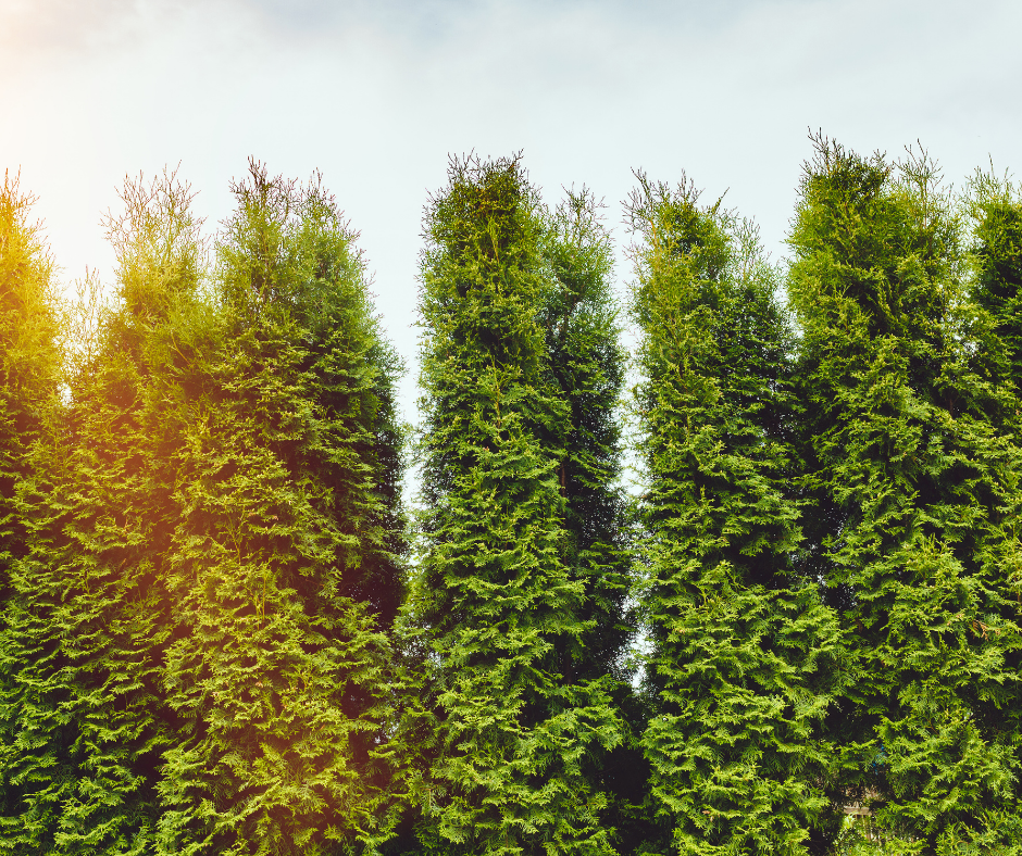 green arborvitae