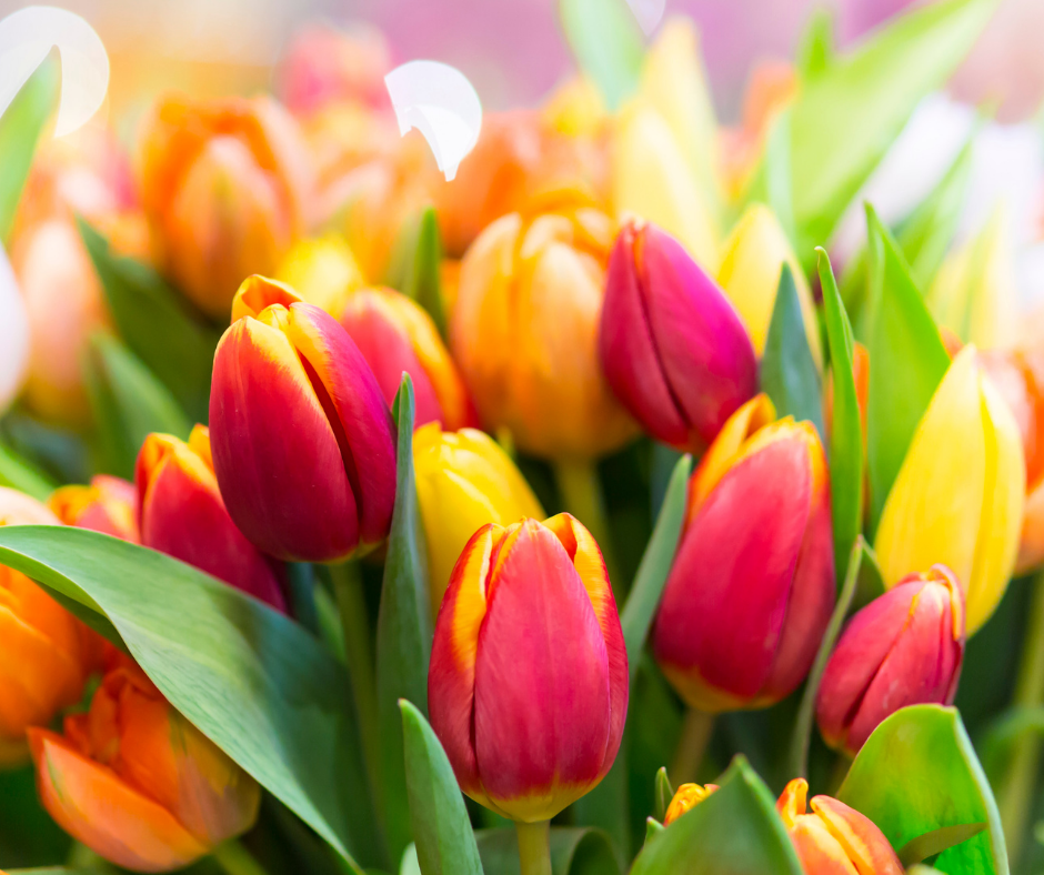 tulips in reds, orange and yellow