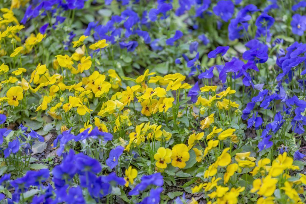 colorful flowers in a perennial flower bed garden layed on top of each other