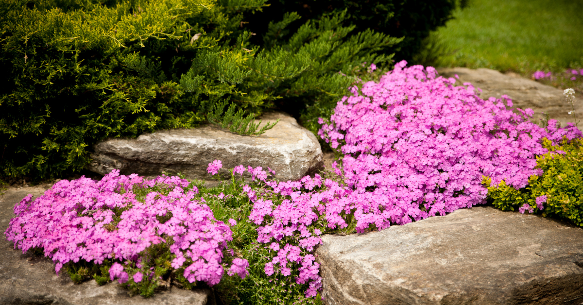 drought resistant landscaping will conserve water with the right garden plants 