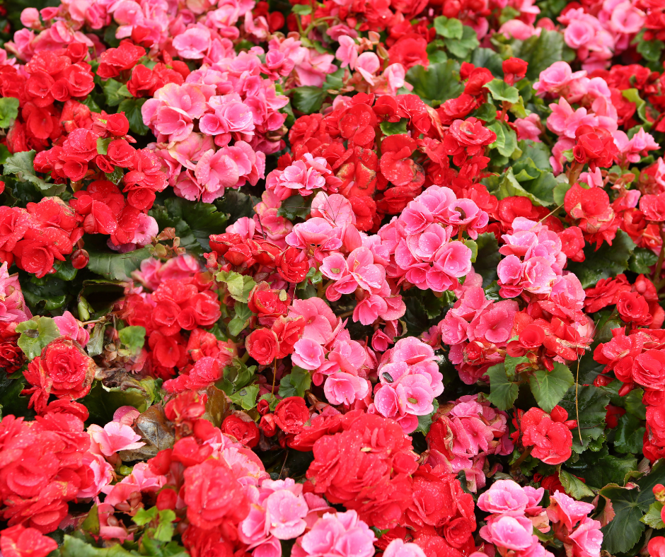 begonias in pinks and reds
