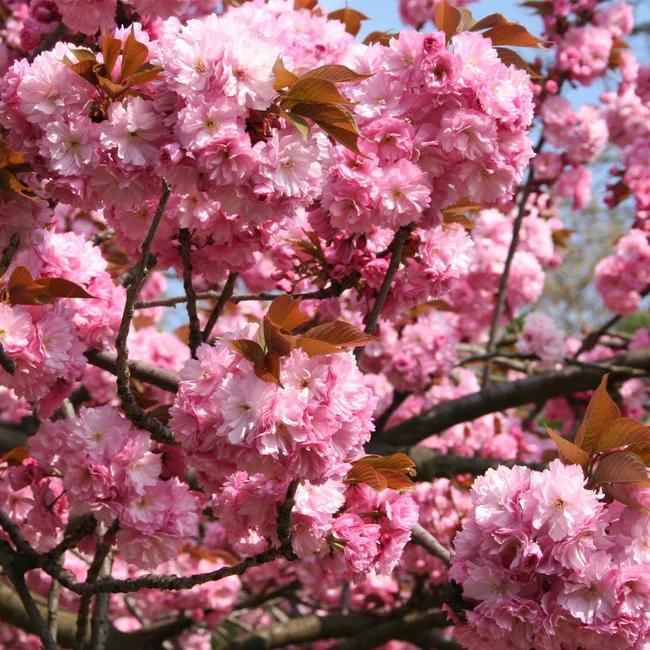 Kwanzan Cherry Tree Leaves