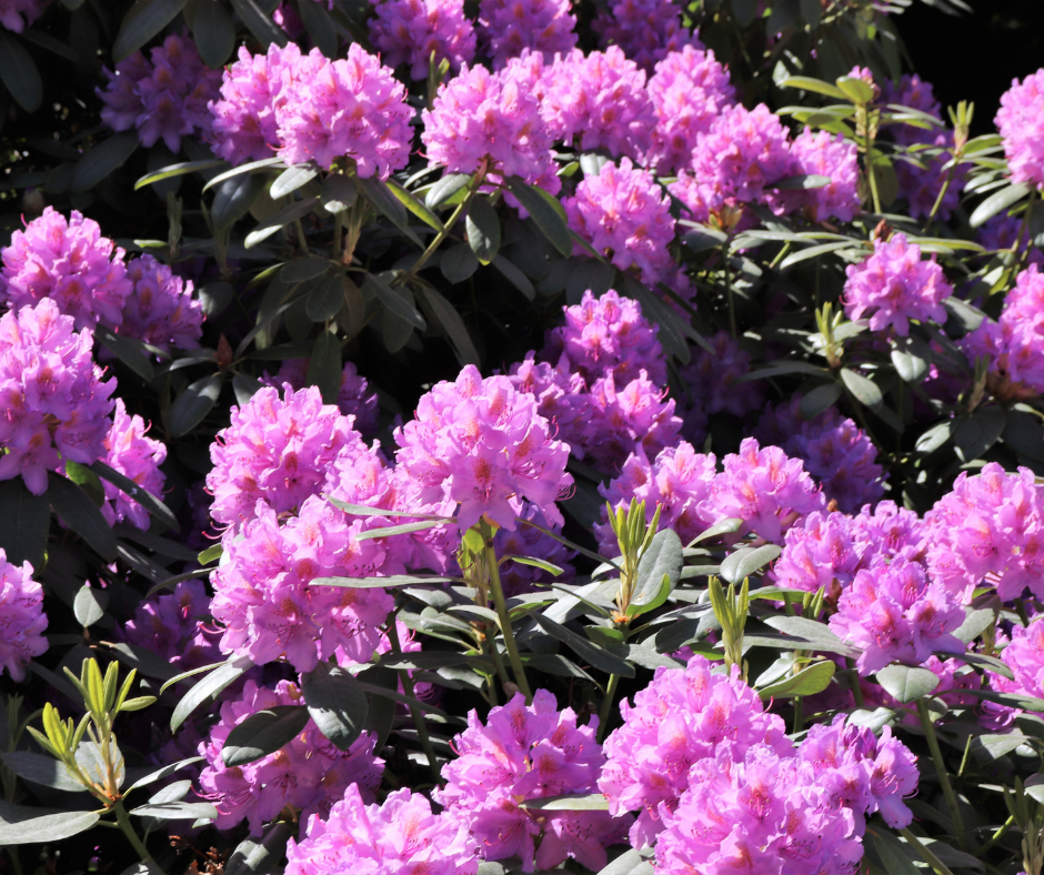 blooming rhodedendron bush