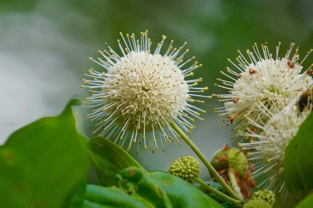 Buttonbush a great plant to achieve a tropical backyard