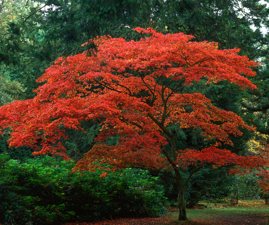 Japanese maple with red leaves