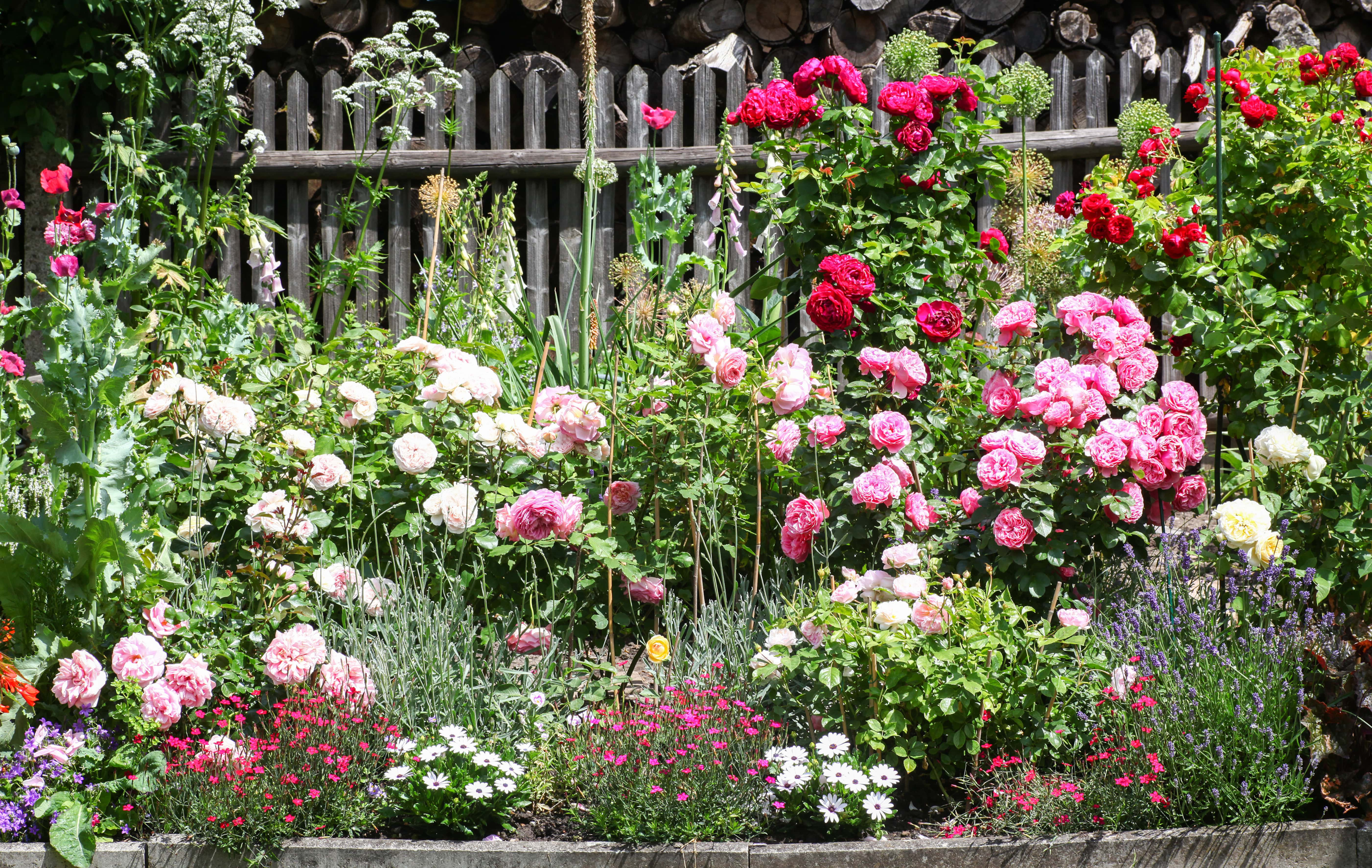 15 stunning rose garden ideas & design tips | tilly design