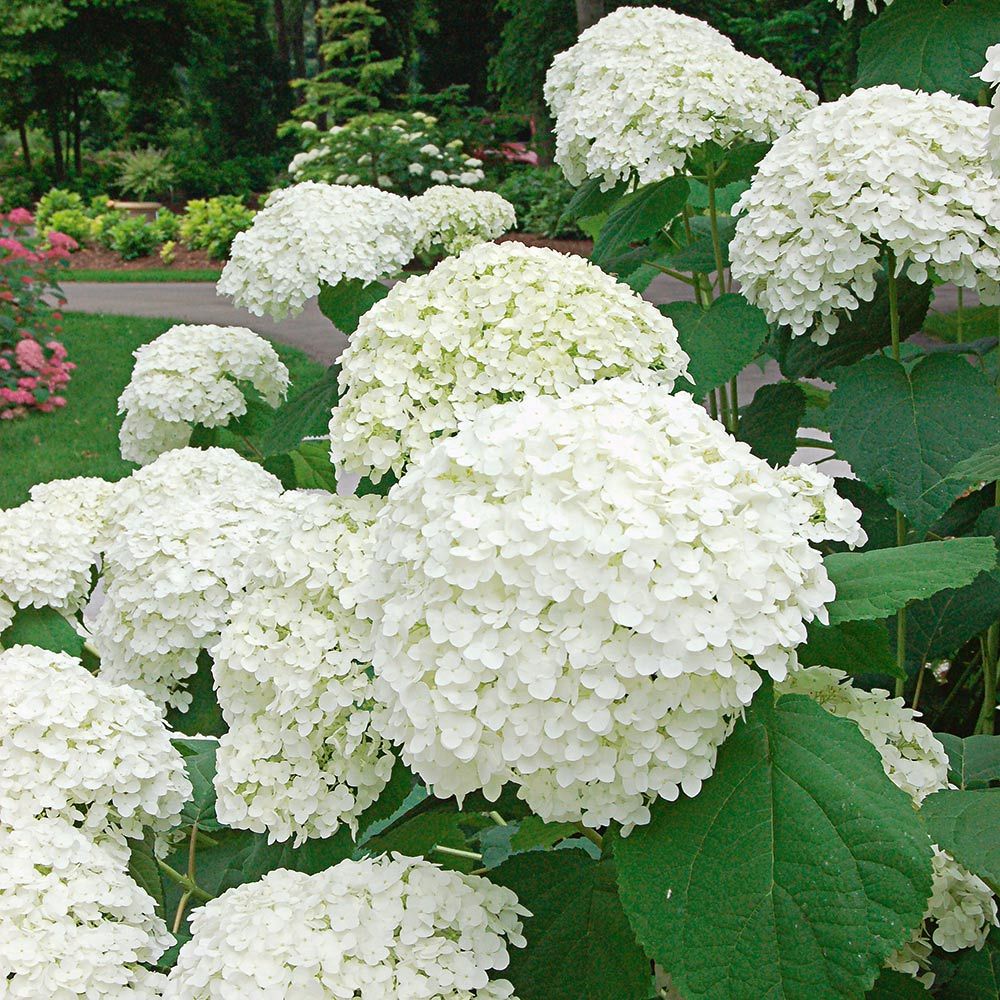 how to choose the best hydrangea 
