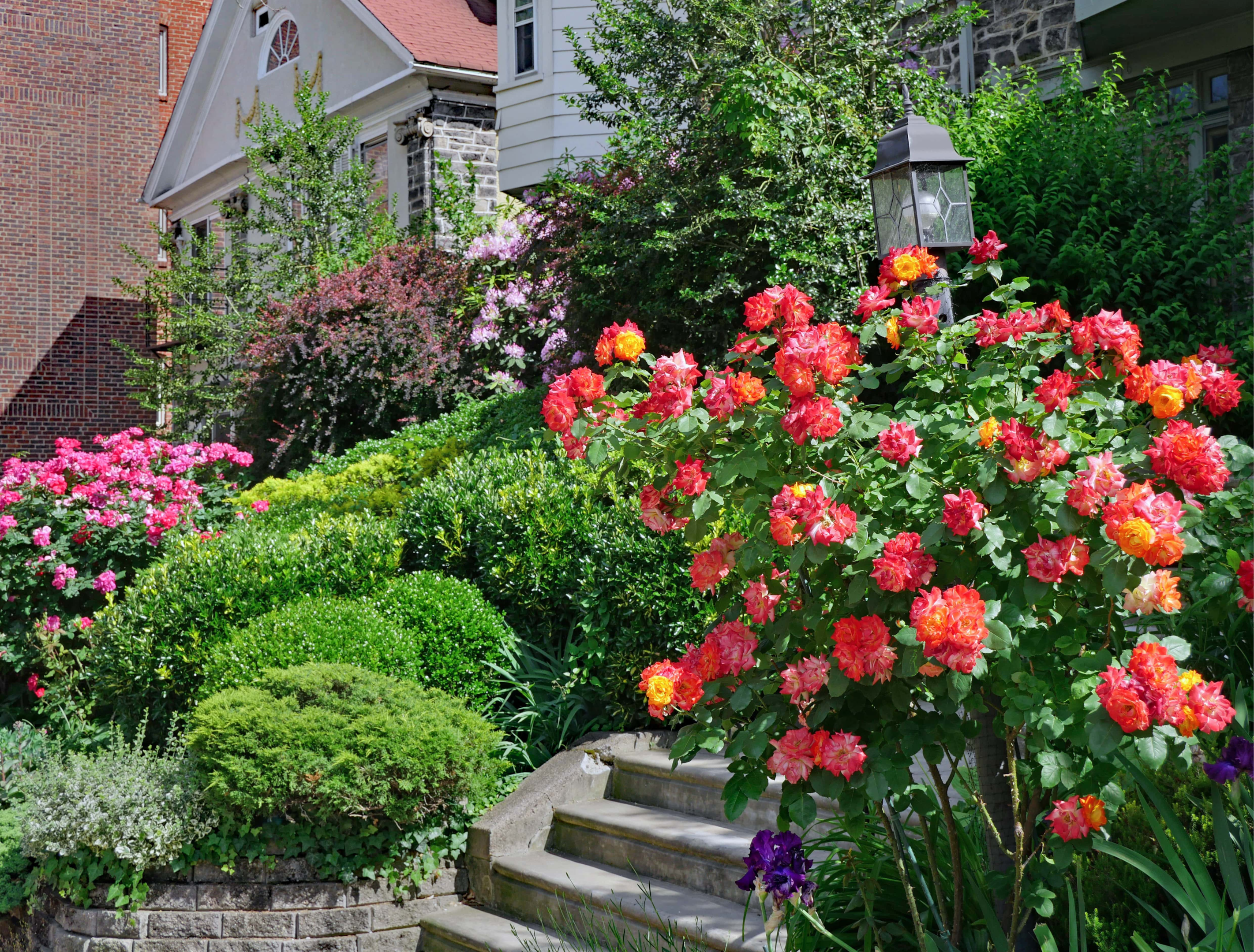 rose garden design, gorwing a rose garden along stone steps at the entrance to a home