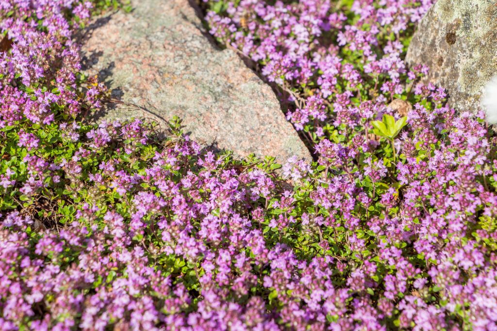 creeping thyme is an alternative to grass
