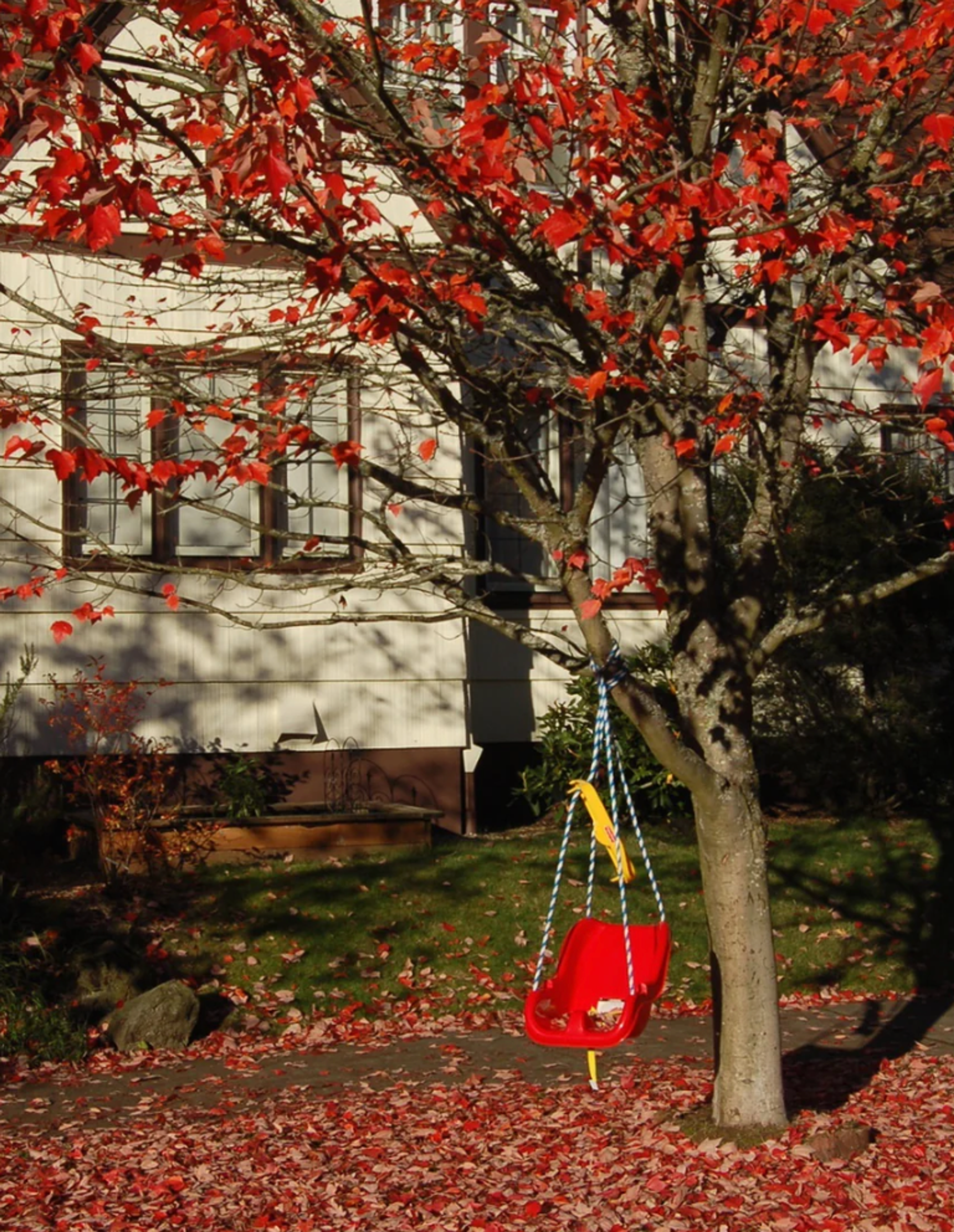 Red Sunset Red Maple 