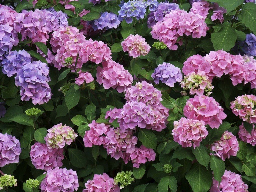 favorite hydrangeas for a front or backyard 