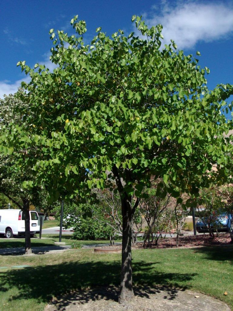 Green Eastern Redbud