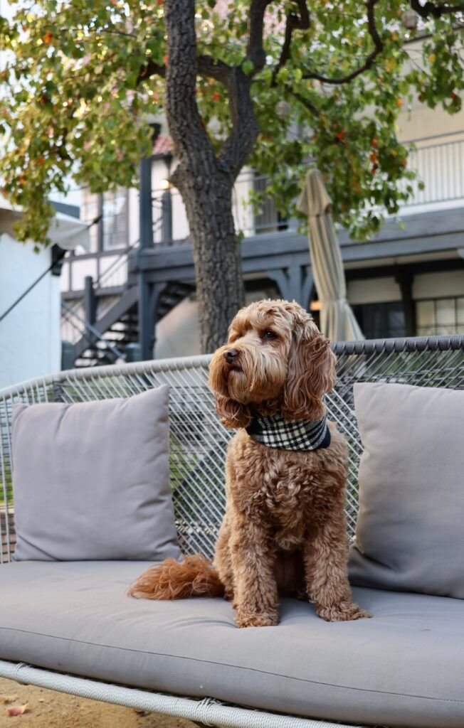 dog friendly landscaping ideas, a dog on a dog park bench in a designated dog area