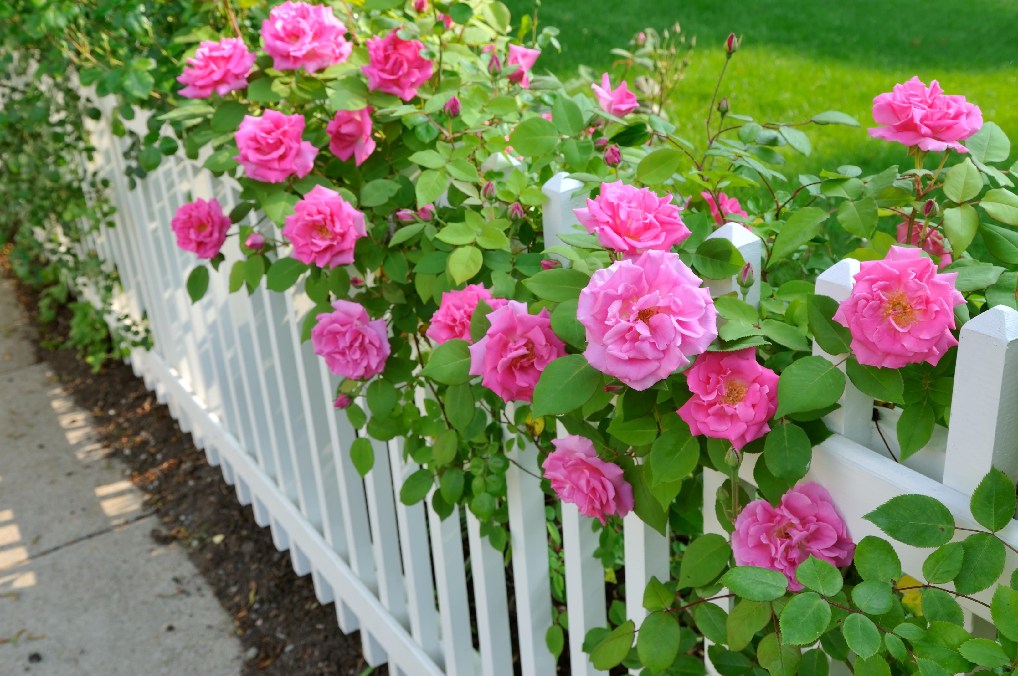 a pink rose garden over a white picket fence