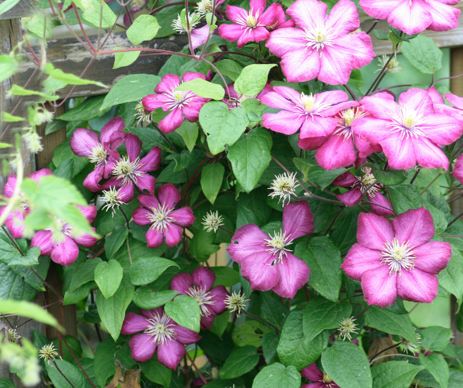 pink clematis