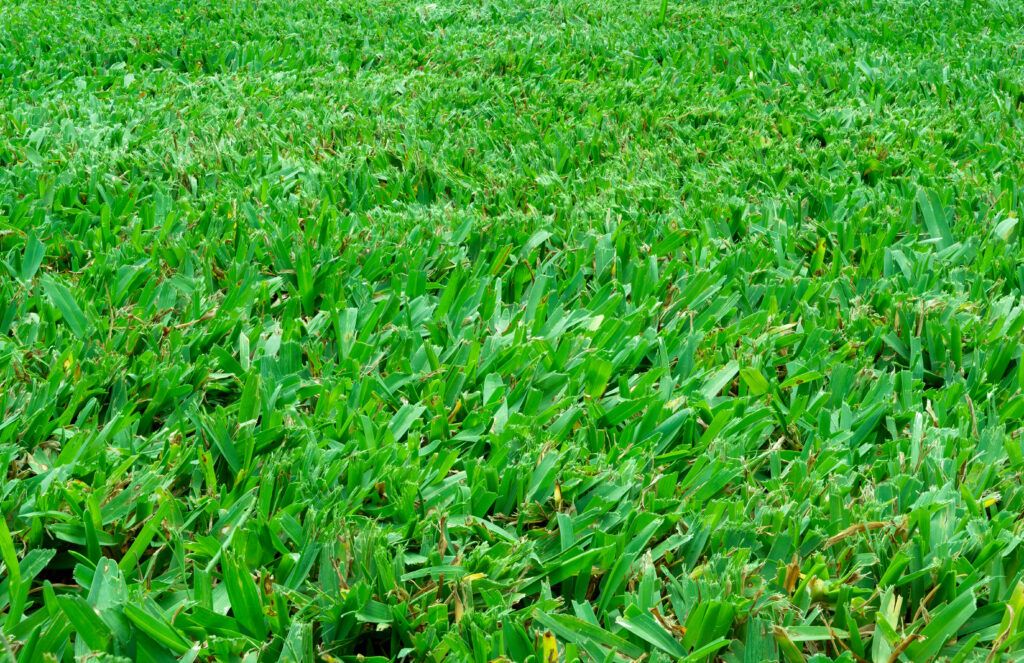 buffalo grass is a lawn alternative for a backyard or front yard landscape
