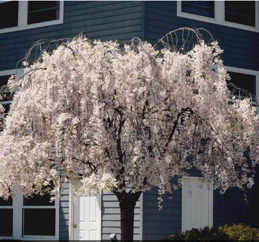 Large Weeping Cherry Tree