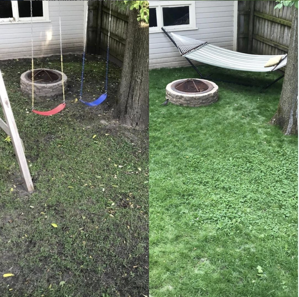 Sunday Natural Lawncare Solution Before and After 2