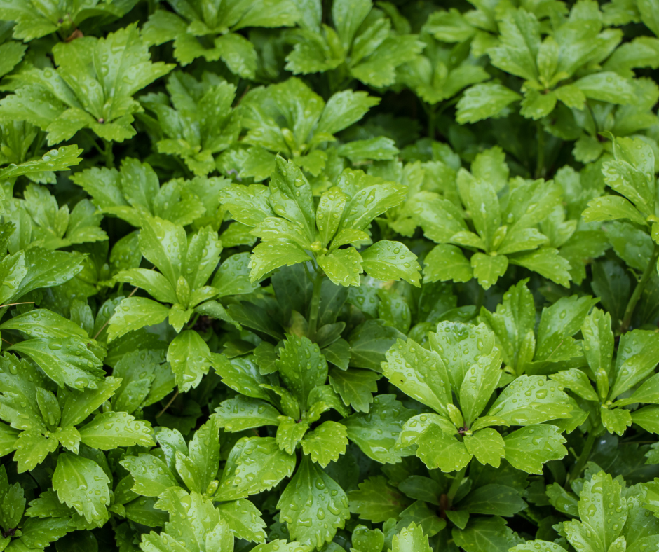 Pachysandra ground cover