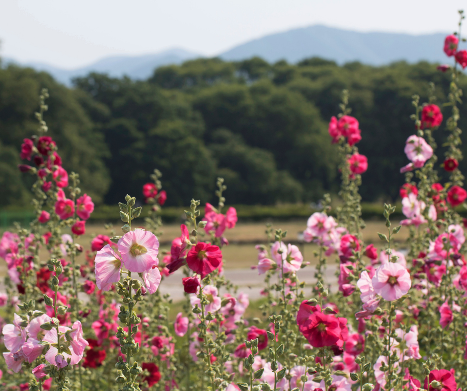 shades of pink cosmos