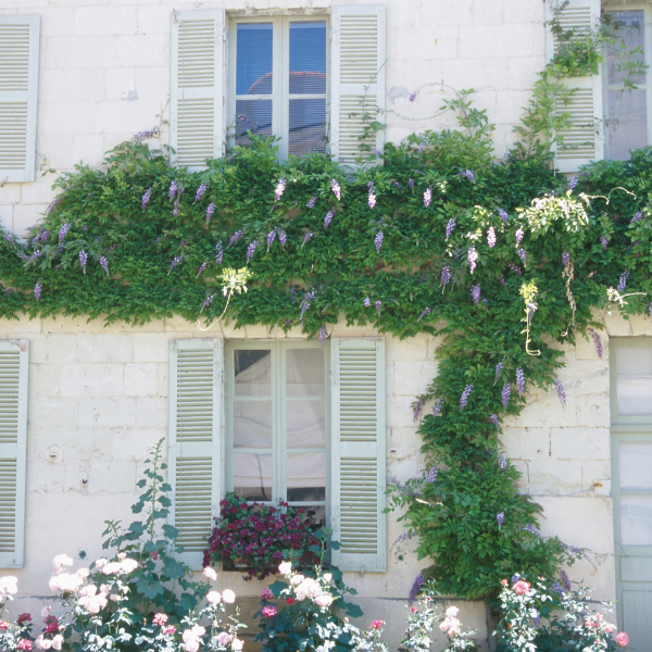 If you don't have much space, consider going vertical with vines as a front yard landscaping ideas 