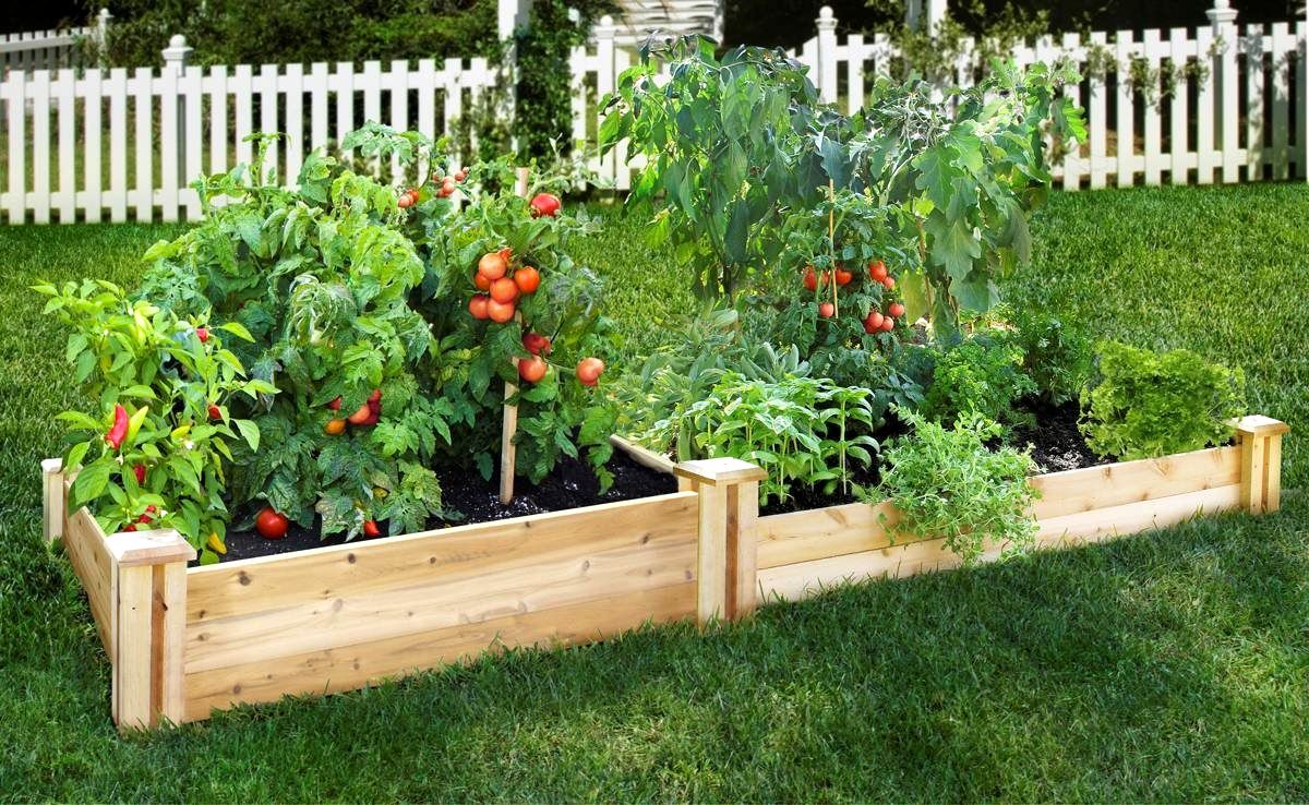 vegetable garden with soil in raised beds above the ground
