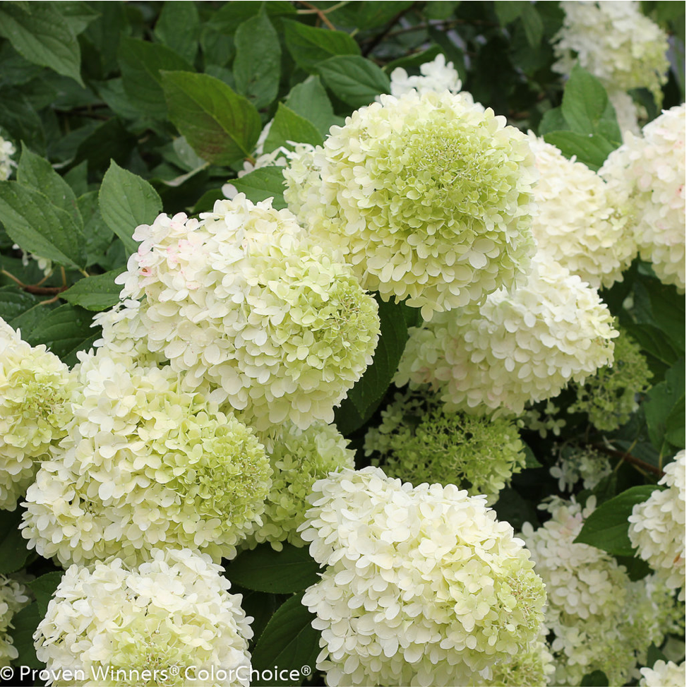how to plant a hydrangea