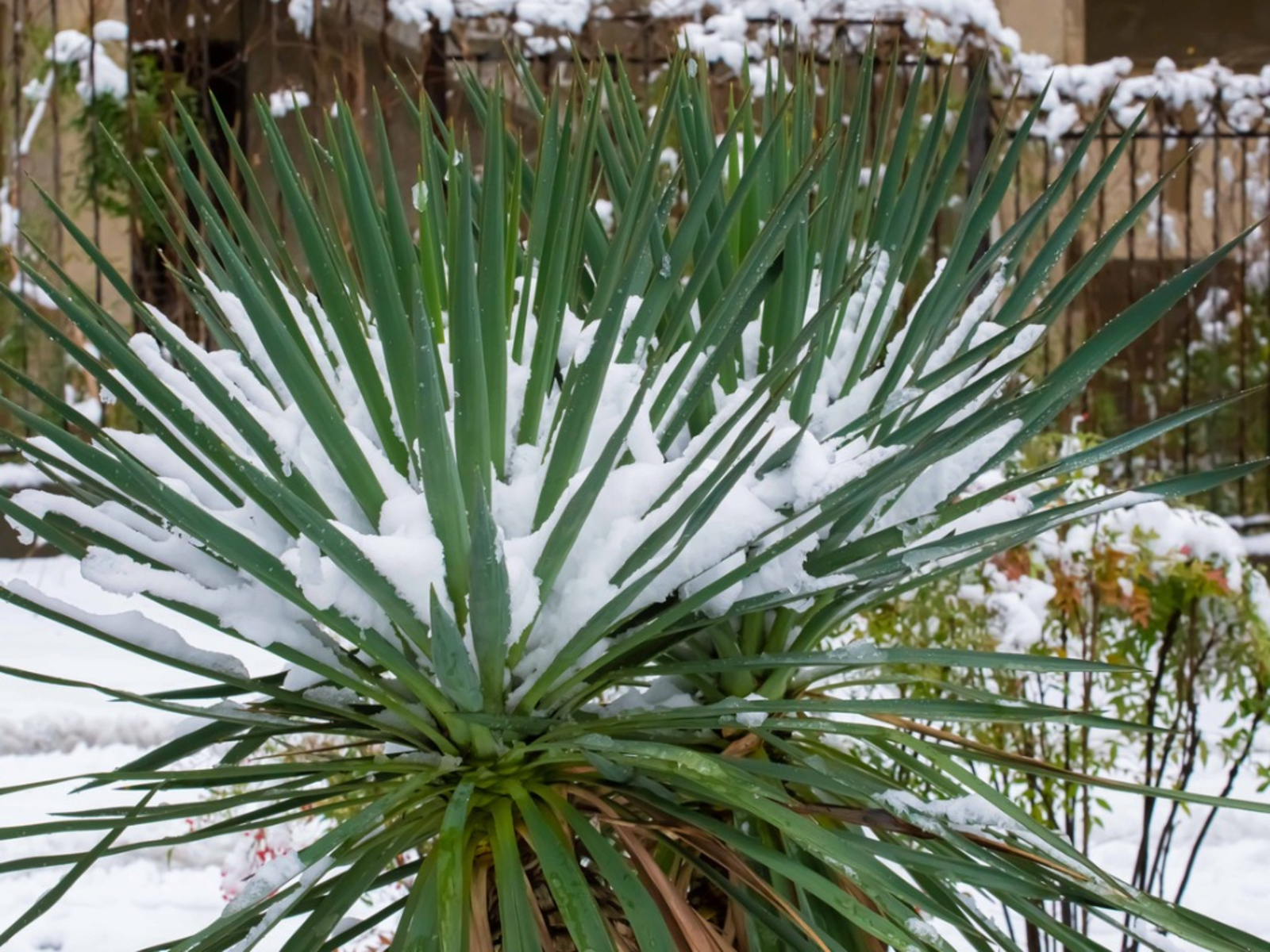 Yucca plant great for tropical landscape design