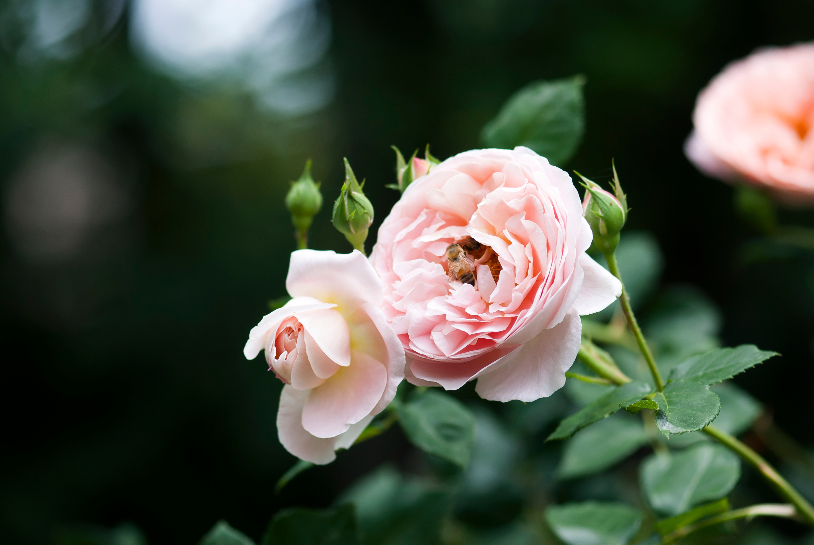 a rose garden design to attract pollinators, like bees