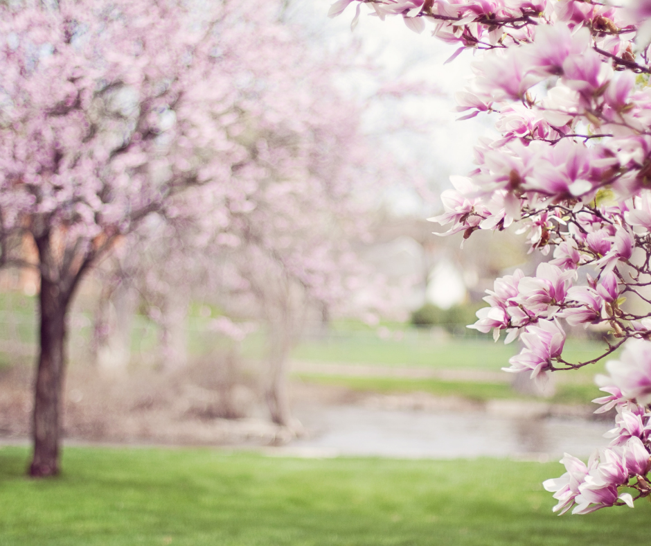 magnolia trees