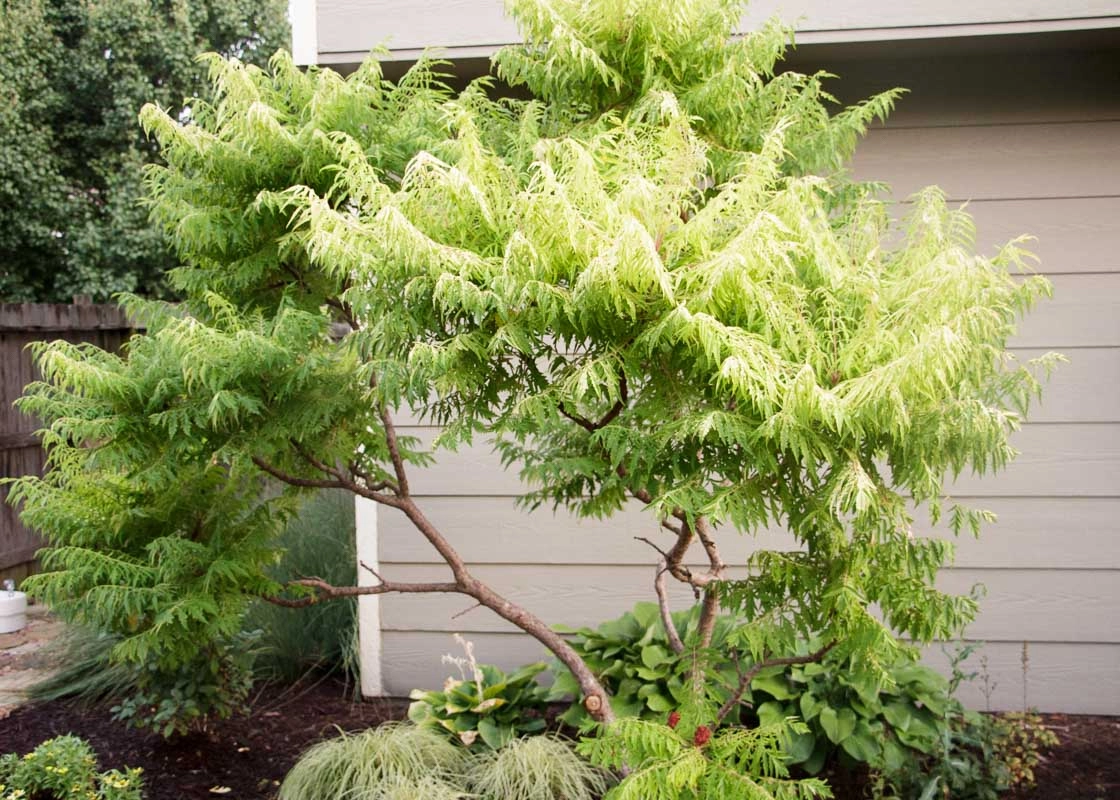 A sumac plant great for tropical gardens