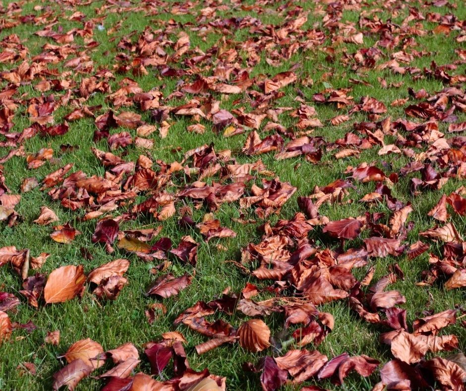 Fall Leaves in a Yard