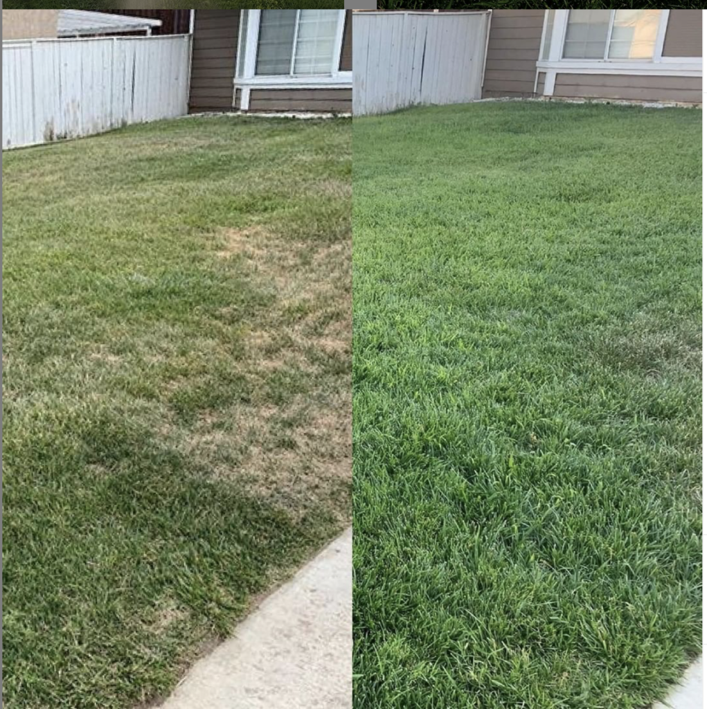 Sunday Natural Lawncare Solution Before and After