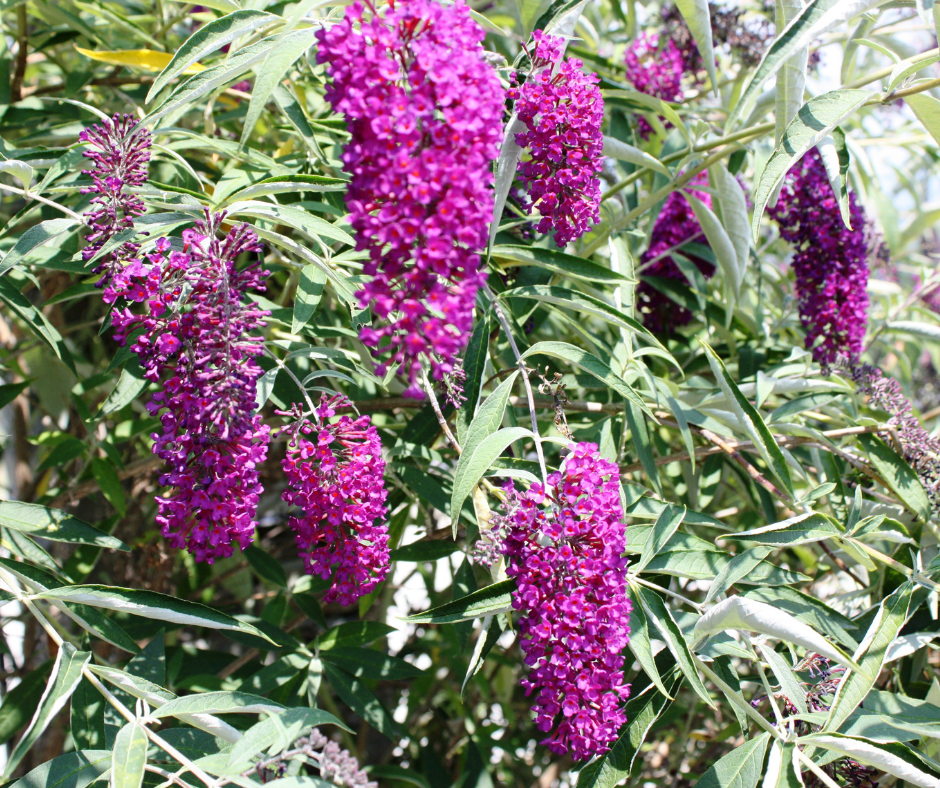 Butterfly bush with blooming flowers