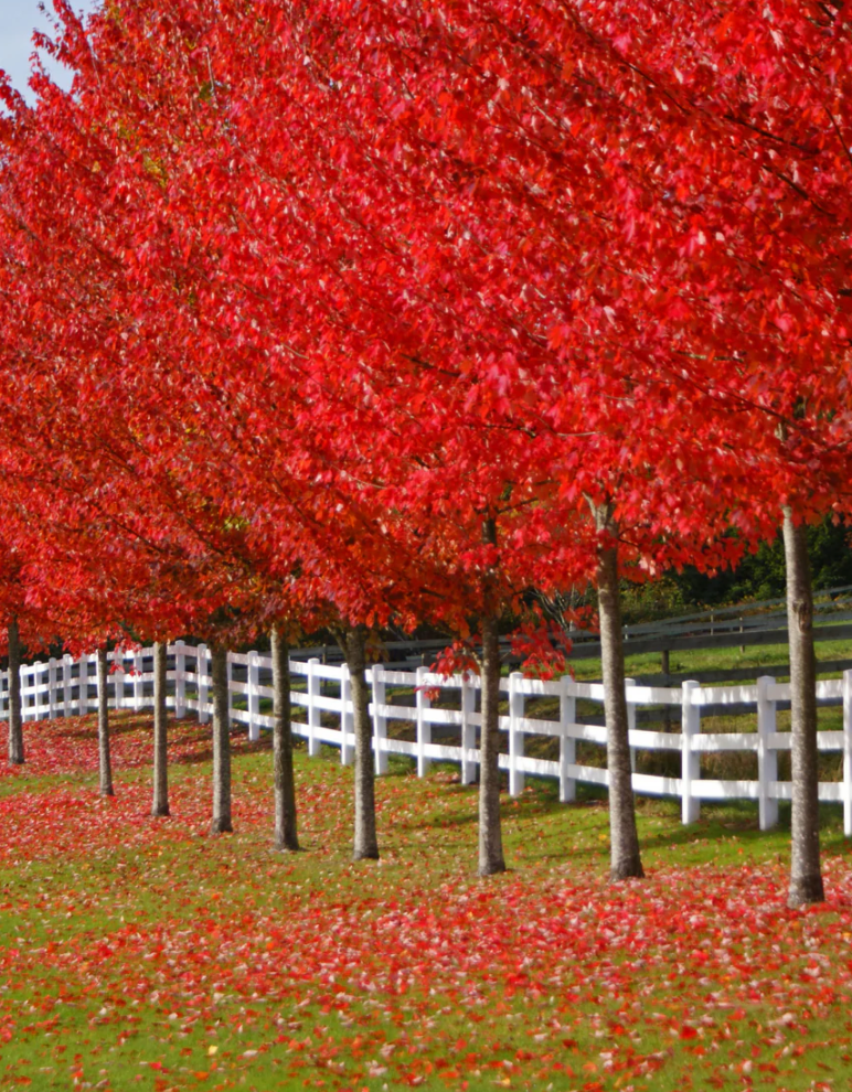 planting in fall, autumn blaze