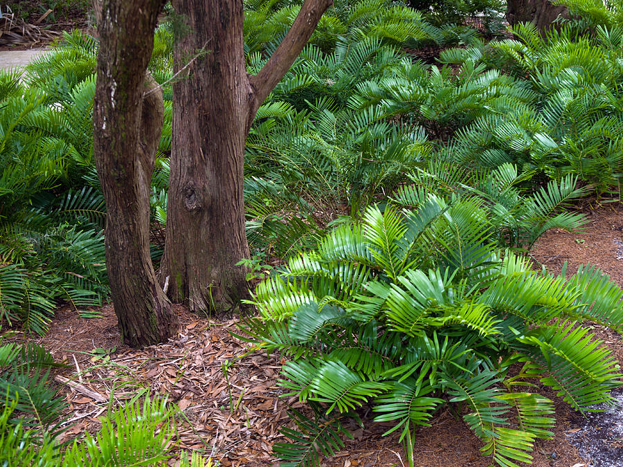 A coontie plant, great for a Tropical landscape design plan