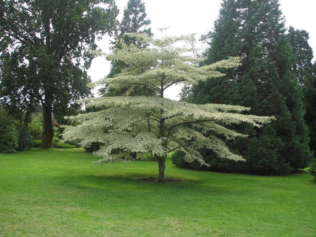 Pagoda Dogwood Tree