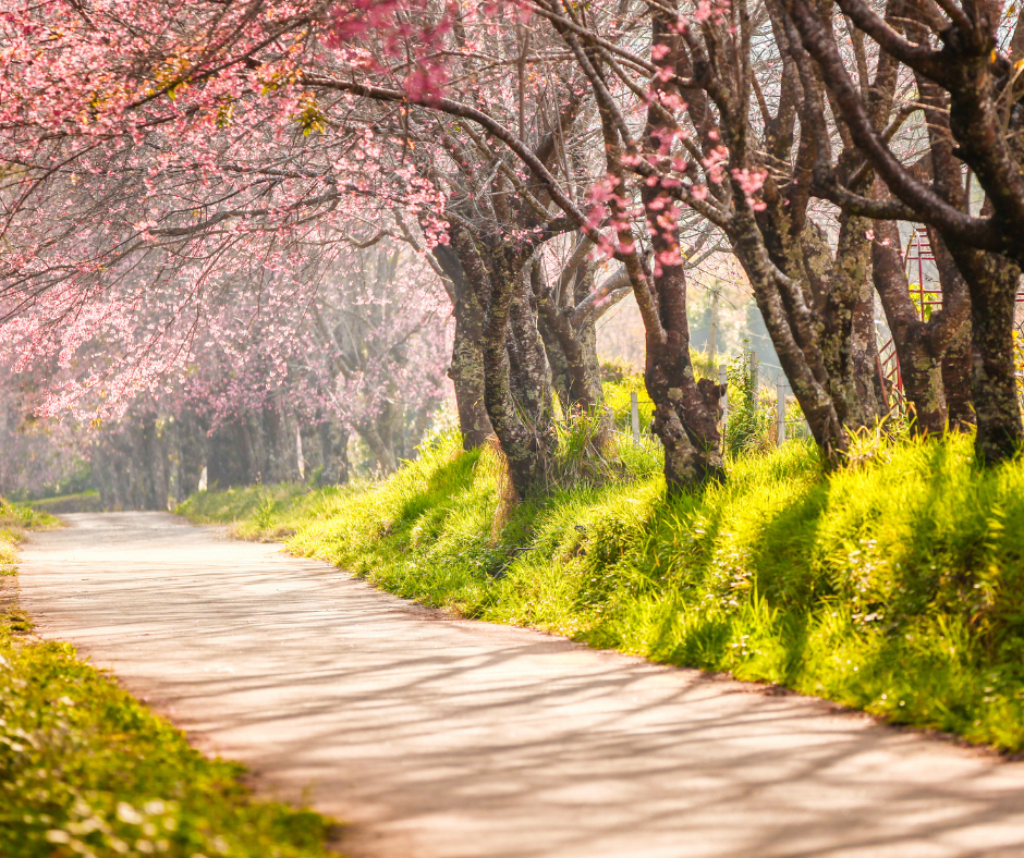 road with cherry blossoms in bloom