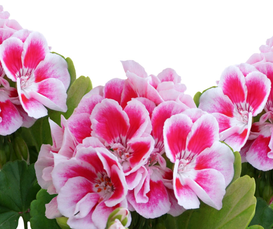 geranium blooming with light and dark pink